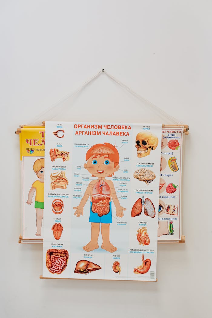 A vibrant anatomy poster for children, emphasizing human organs, ideal for learning environments.